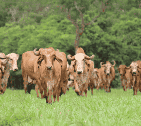 गाय